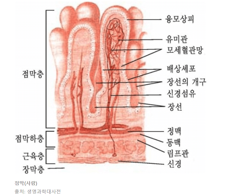 위의 점막